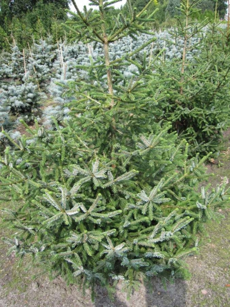 Picea likiangensis purpurea1