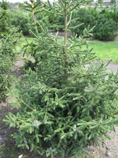 Picea likiangensis purpurea2