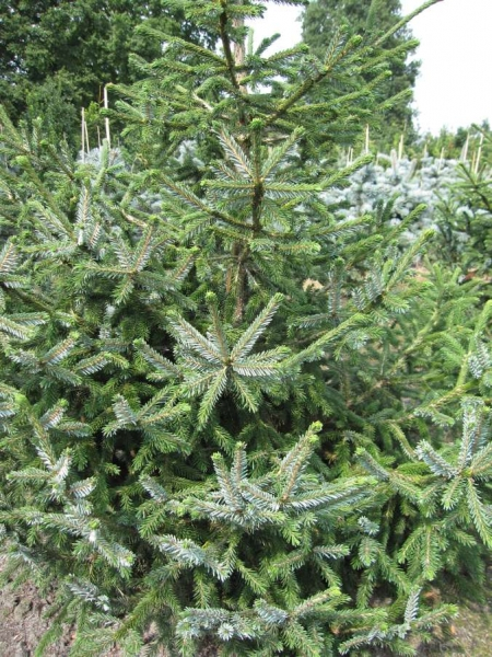 Picea likiangensis purpurea4