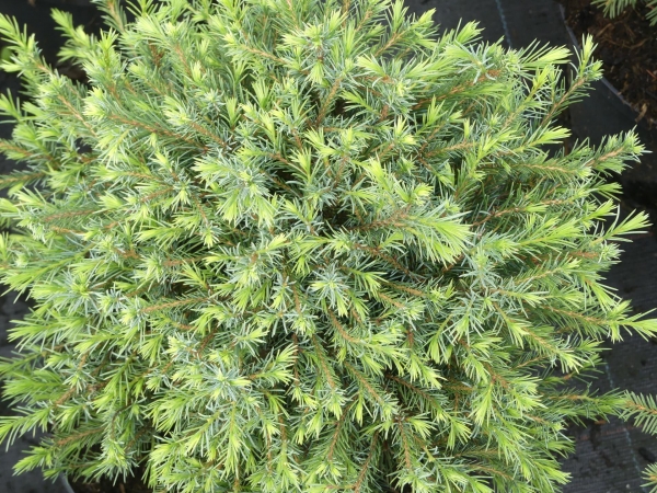 Pinus omorika Little Boy