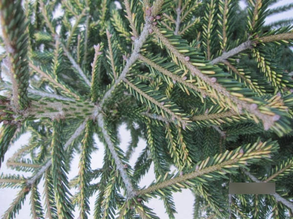 Picea orientalis Spring Frost3