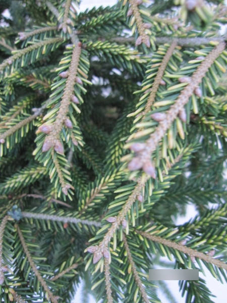 Picea orientalis Spring Frost2