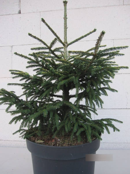 Picea orientalis Spring Frost4