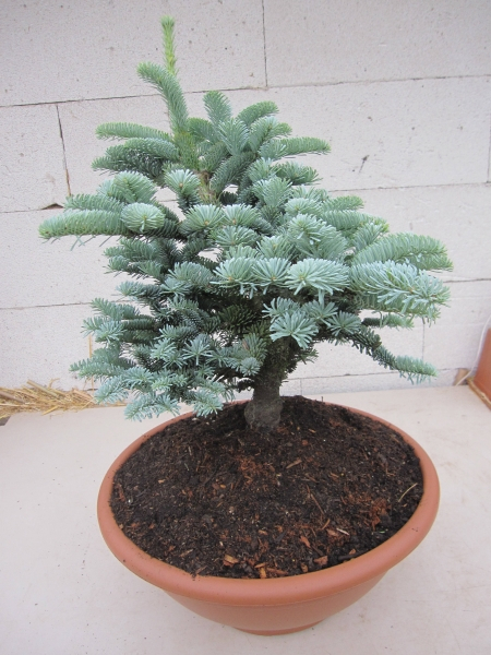 Abies procera Wiesmoorhexe1