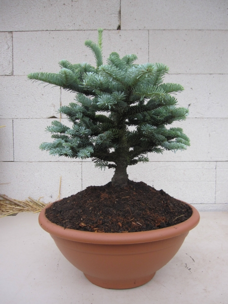 Abies procera Wiesmoorhexe2