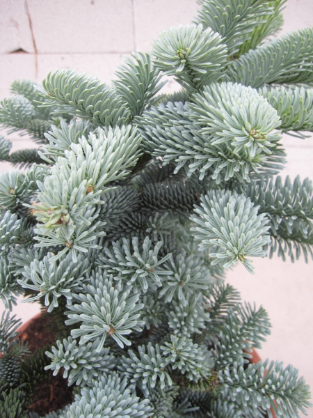Abies procera Wiesmoorhexe5