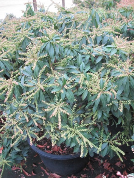 Pieris japonica Scarlet O-Hara2