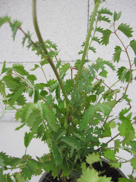 Sanguisorba minor 2