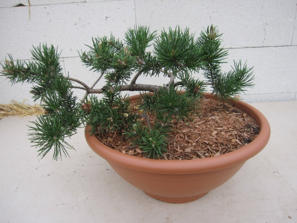 Pinus banksiana Schneverdingen 1