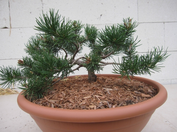 Pinus banksiana Schneverdingen 2