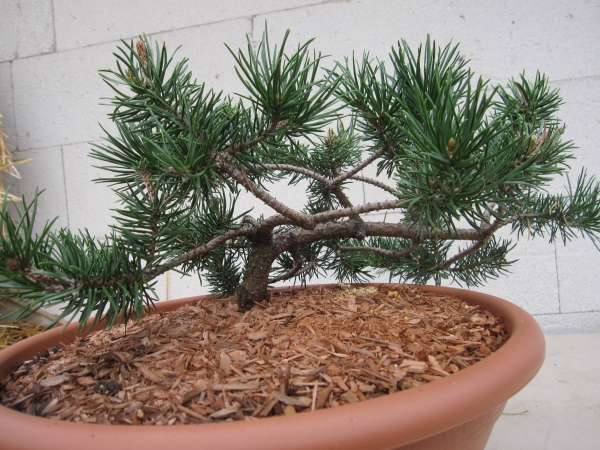 Pinus banksiana Schneverdingen 3