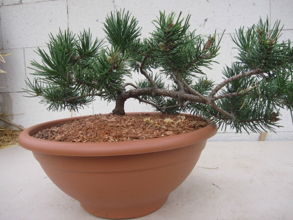 Pinus banksiana Schneverdingen 4