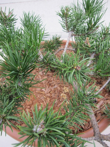 Pinus banksiana Schneverdingen 6