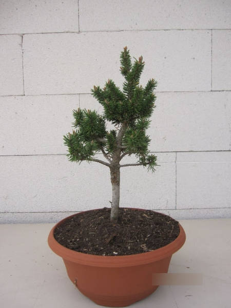 Pinus banksiana Schneverdingen1