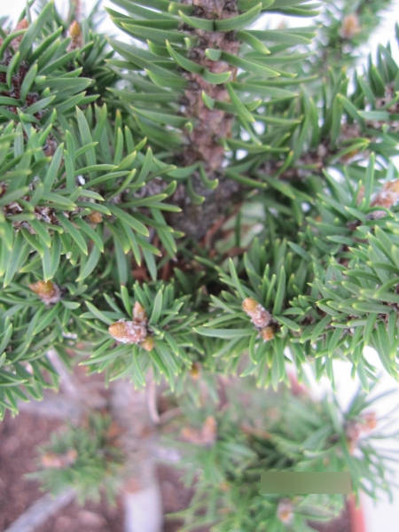 Pinus banksiana Schneverdingen3