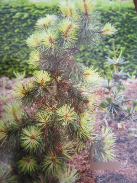 Drehkiefer Taylors Sunburst2