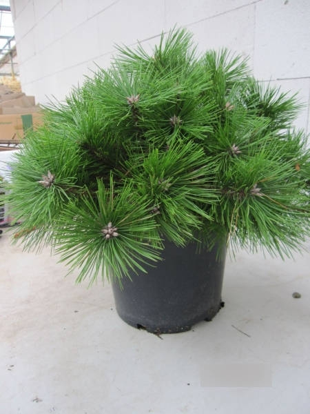 Pinus densiflora Jane Kluis 2