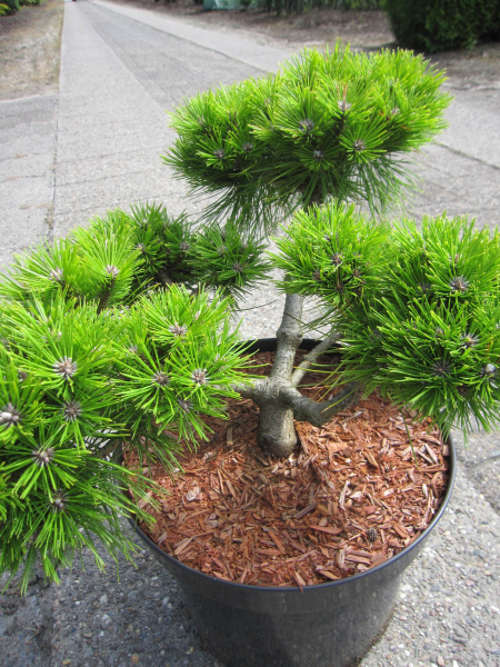 Pinus densiflora Low Glow 2