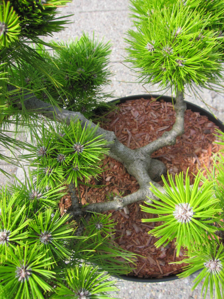 Pinus densiflora Low Glow 3