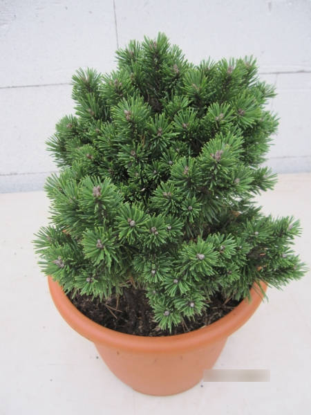 Pinus mugo Allgäu 2