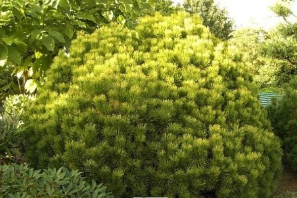 Pinus mugo Ophir