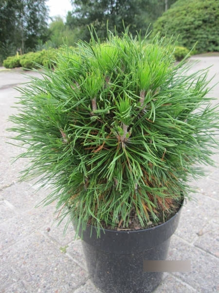 Pinus mugo Varella2