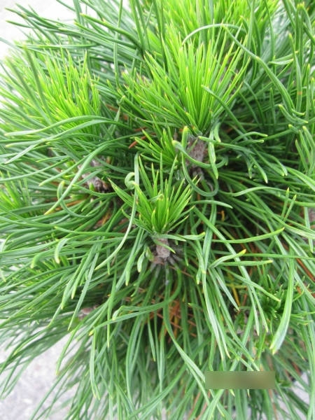 Pinus mugo Varella3