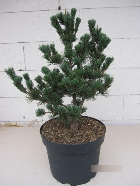 Pinus parviflora Floppy Joe 1