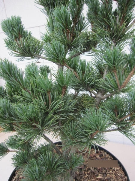 Pinus parviflora Floppy Joe 2