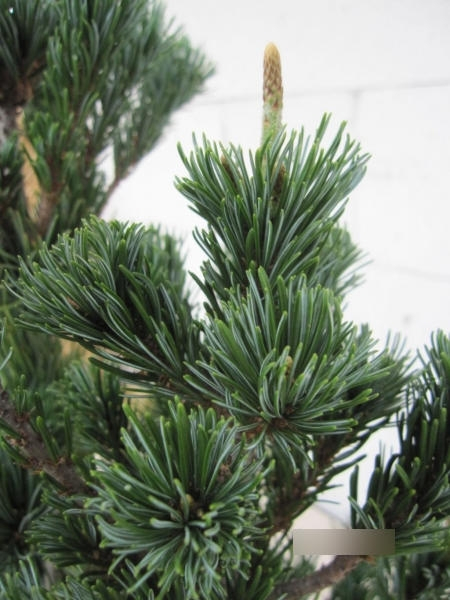 Pinus parviflora Floppy Joe 3