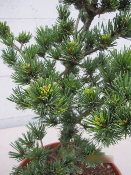 Pinus parviflora Gyokkasen 2