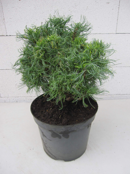 Pinus strobus Green Curls 1