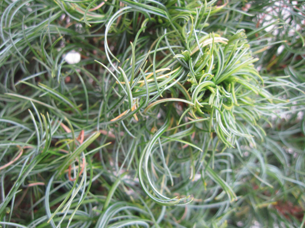 Pinus strobus Green Curls 4