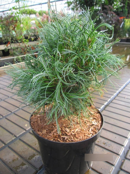 Pinus strobus Green Twist Weymouthkiefer