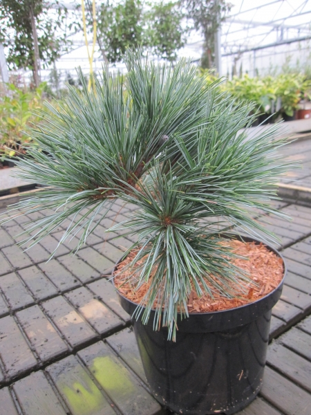 Pinus strobus Smokey Hollow