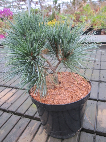 Pinus strobus Smokey Hollow