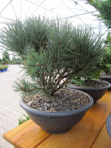 Waldkiefer Watereri