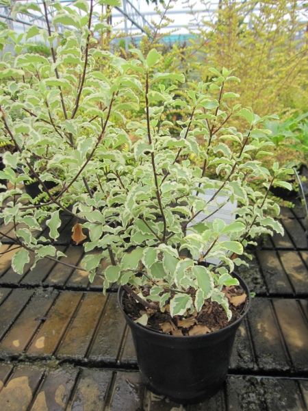 Pittosporum tenuifolium Argyrophyllum variegata 1