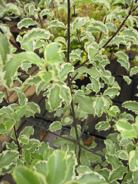 Pittosporum tenuifolium Argyrophyllum variegata 3