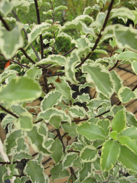 Pittosporum tenuifolium Argyrophyllum variegata 2
