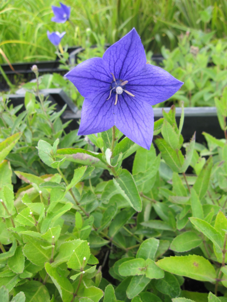 Großblütige Ballonblume Mariesii 2
