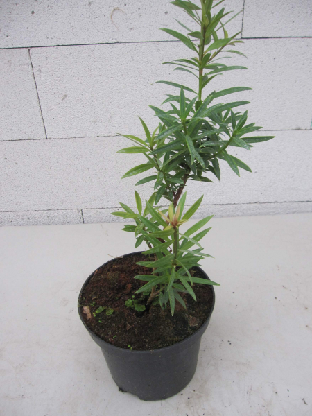 Podocarpus rusbyi 2