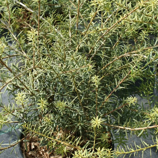 Podocarpus totara 2