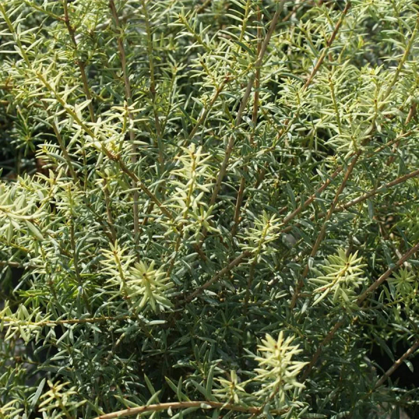 Podocarpus totara 1