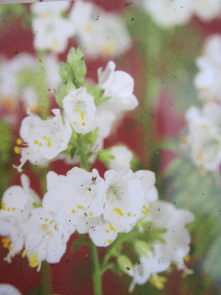Polemonium caeruleum Album 1
