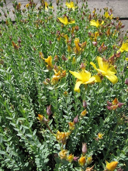 Polster Johanniskraut 2