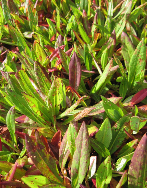 Schnecken-Knöterich Darjeeling Red 2