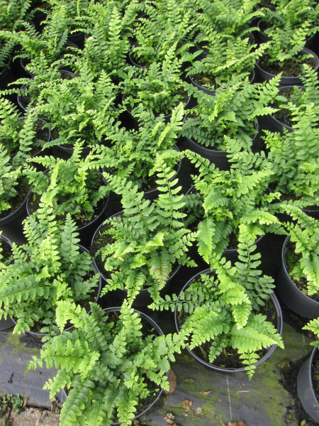Polystichum aculeatum Scuta 3
