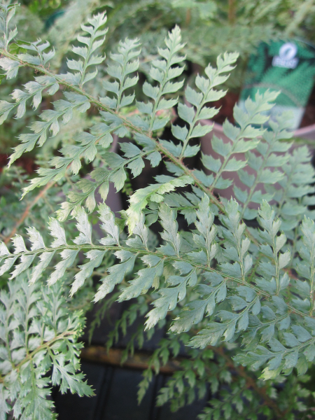 Polystichum setiferum Proliferum 2