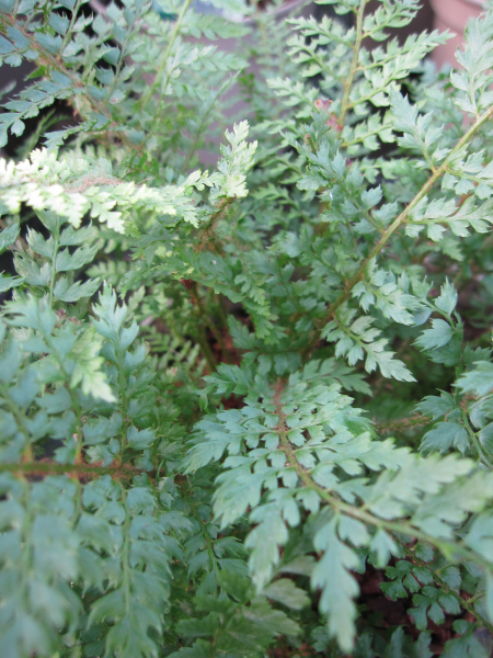 Polystichum setiferum Proliferum 1